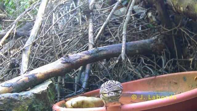 European Serin - ML642900531