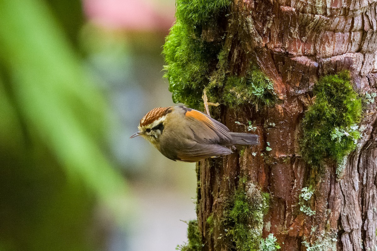 Rufous-winged Fulvetta - ML642900545