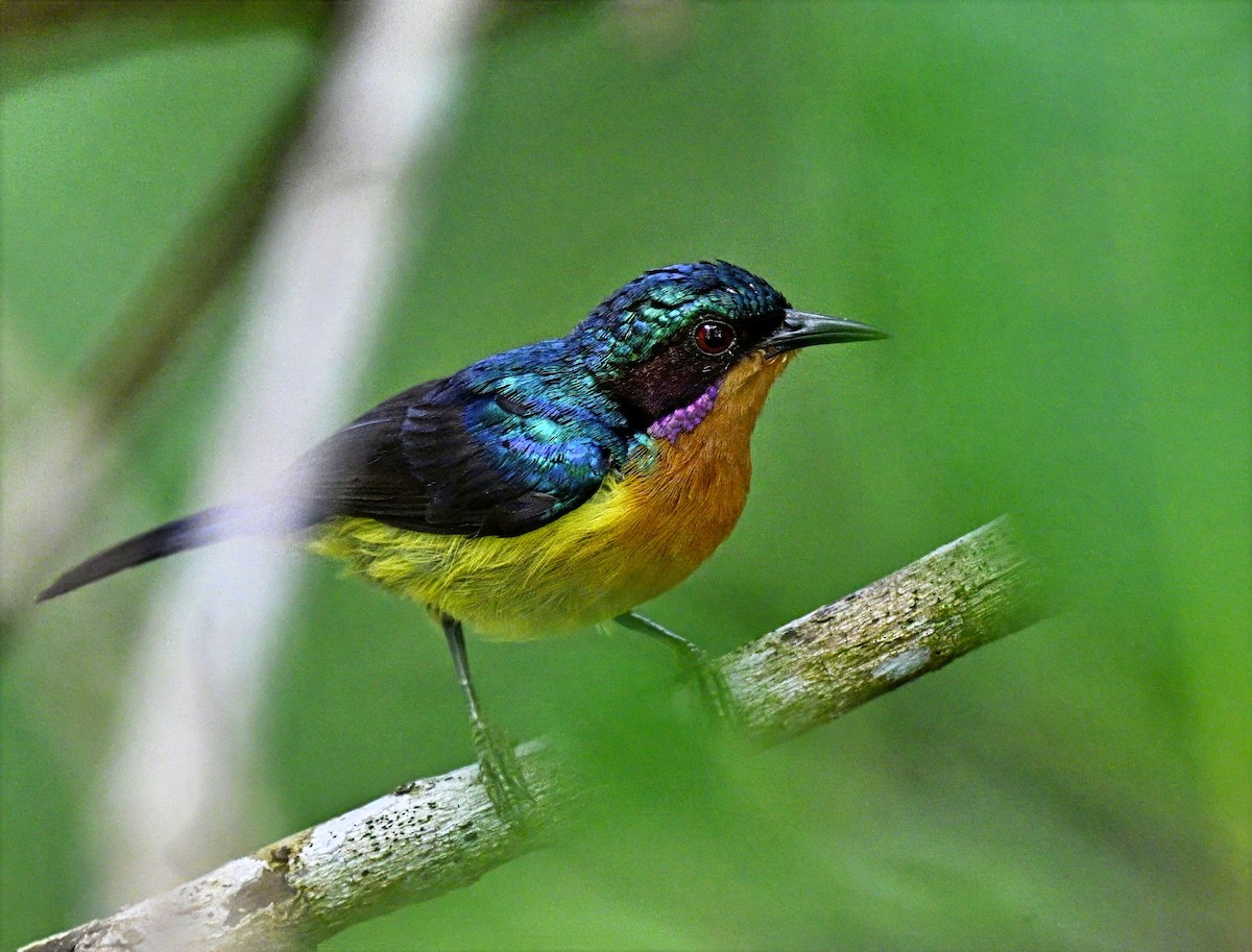 Ruby-cheeked Sunbird - ML642900551