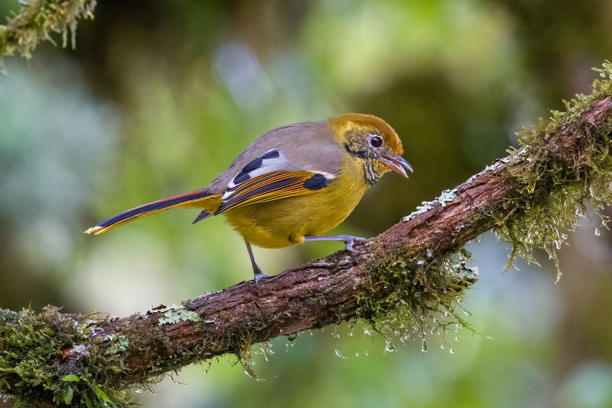 Chestnut-tailed Minla - ML642900552