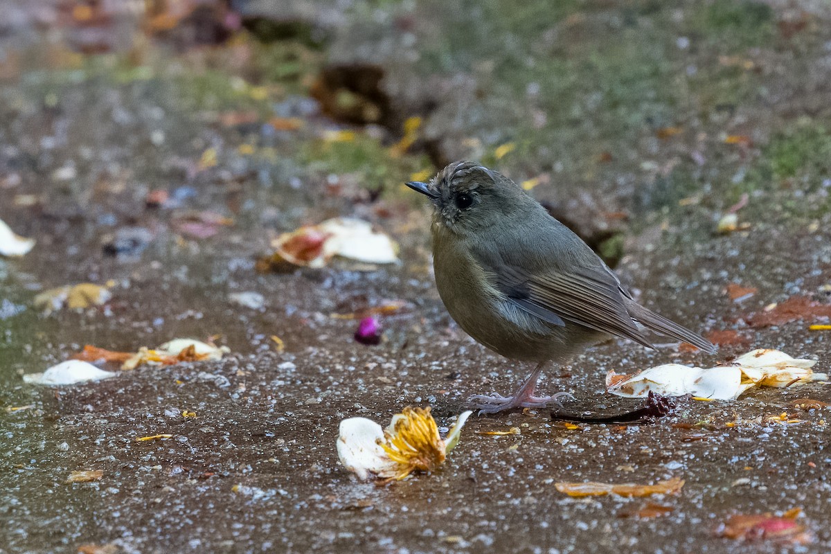 Snowy-browed Flycatcher - ML642900554