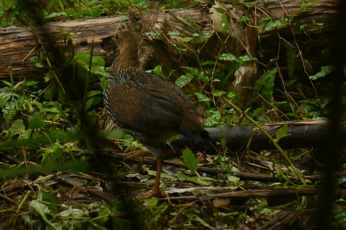 Gray Junglefowl - ML642900556