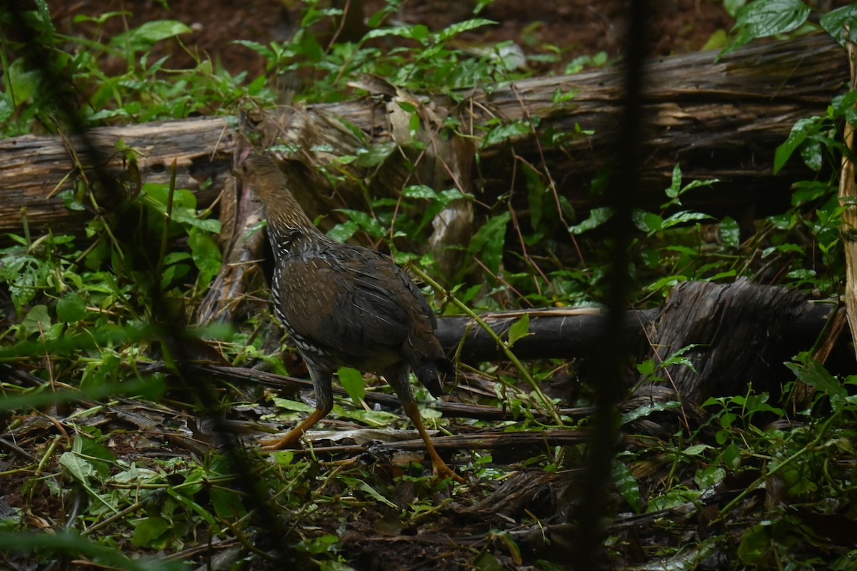 Gray Junglefowl - ML642900557