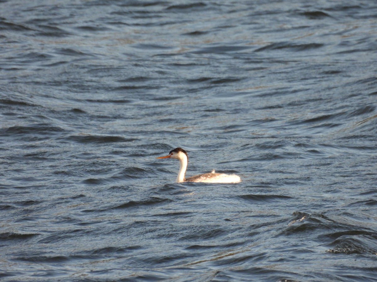 Clark's Grebe - ML642900570