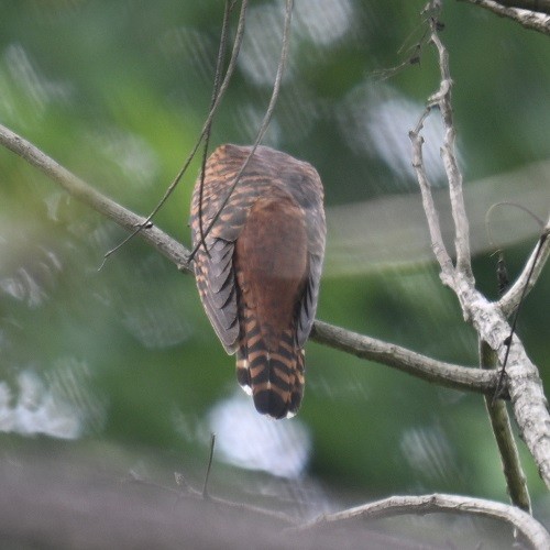 Lesser Cuckoo - ML642900574