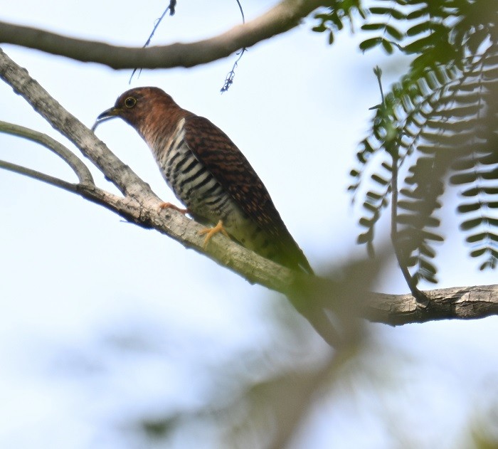 Lesser Cuckoo - ML642900575