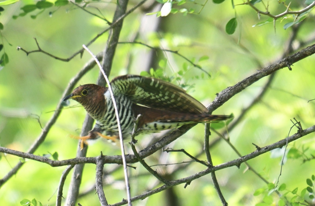 Lesser Cuckoo - ML642900576
