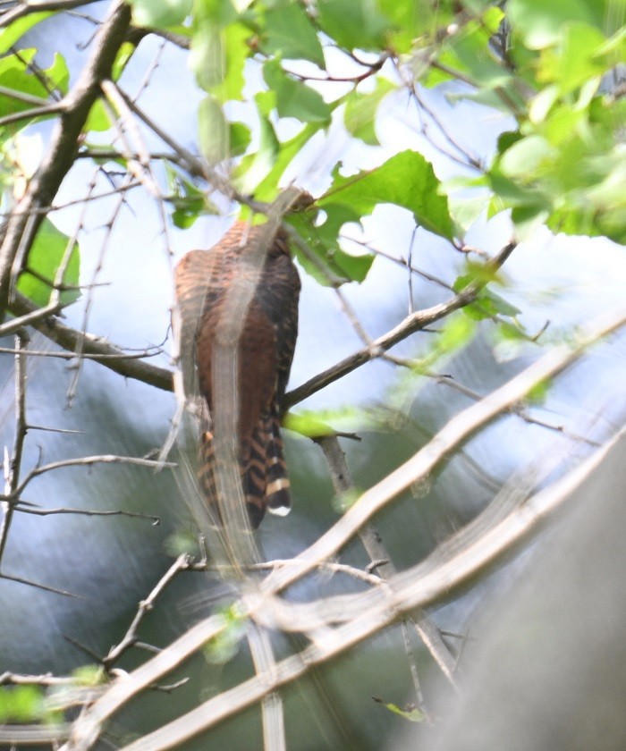 Lesser Cuckoo - ML642900577