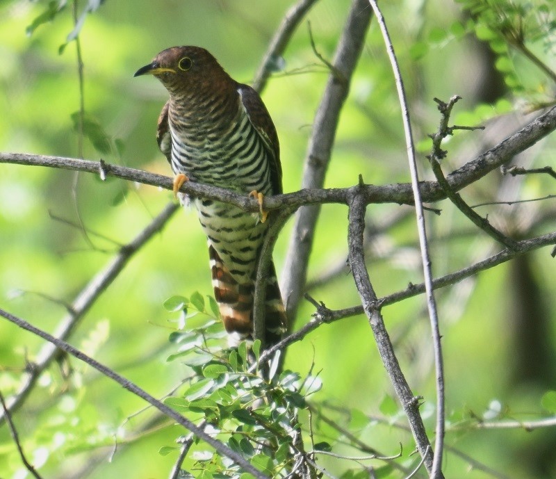 Lesser Cuckoo - ML642900578