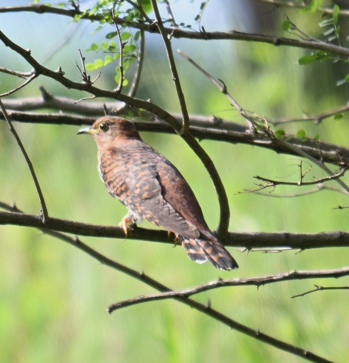 Lesser Cuckoo - ML642900579