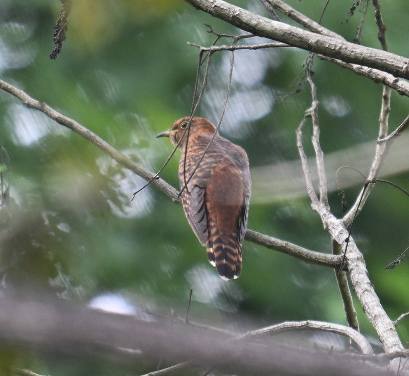 Lesser Cuckoo - ML642900580