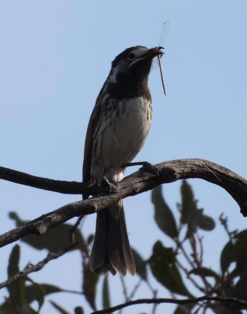 White-fronted Honeyeater - ML642900581