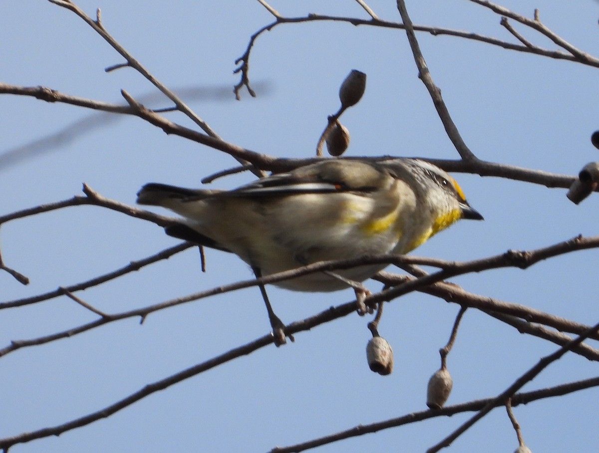 Striated Pardalote - ML642900583