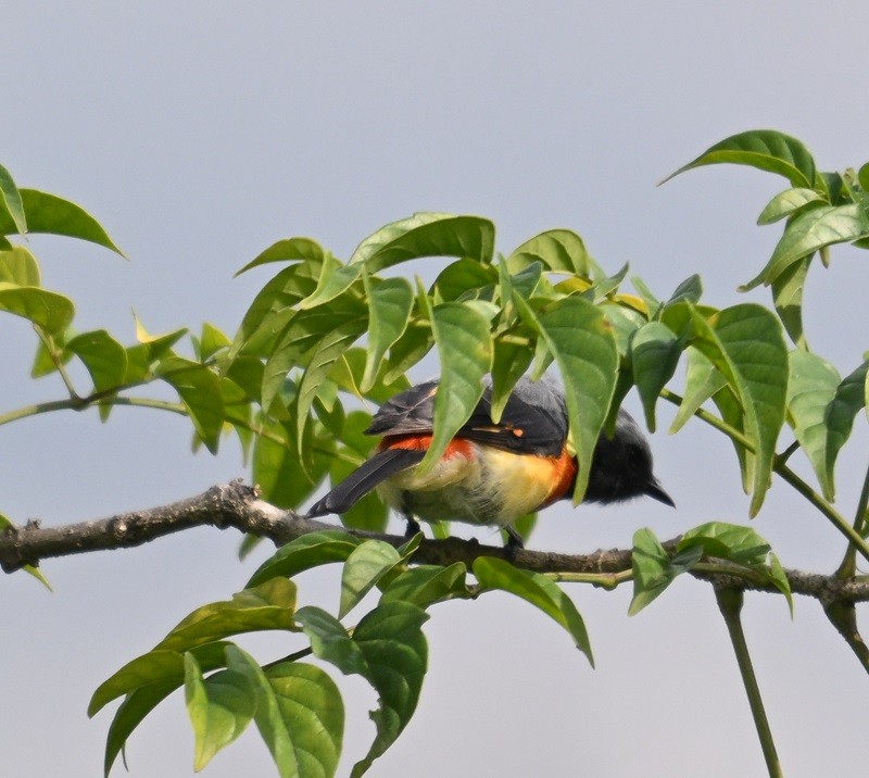 Small Minivet - ML642900584