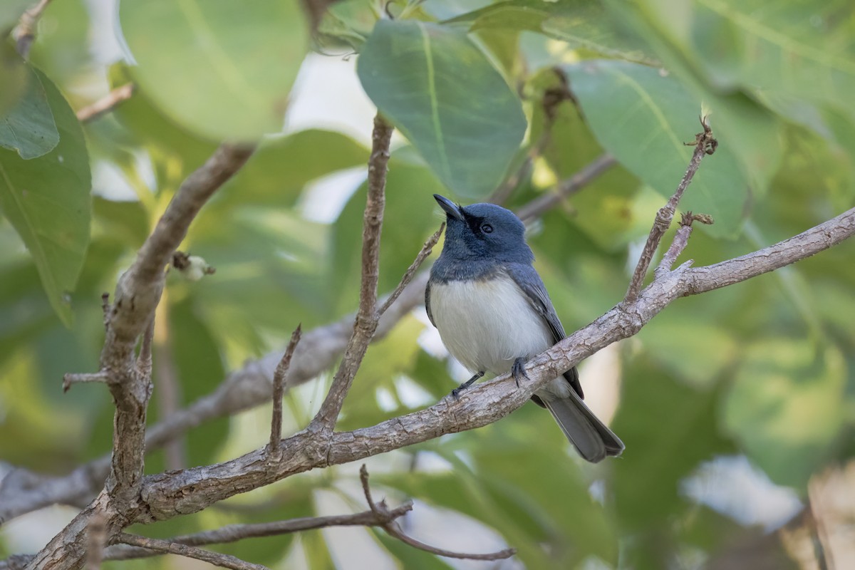 Leaden Flycatcher - ML642900591