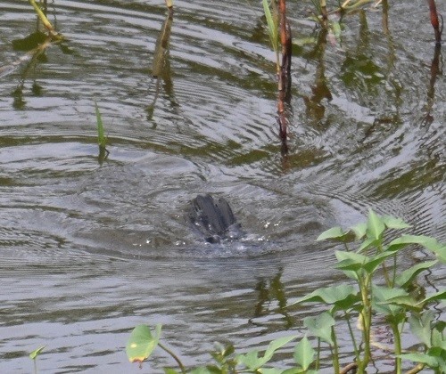 Little Cormorant - ML642900597