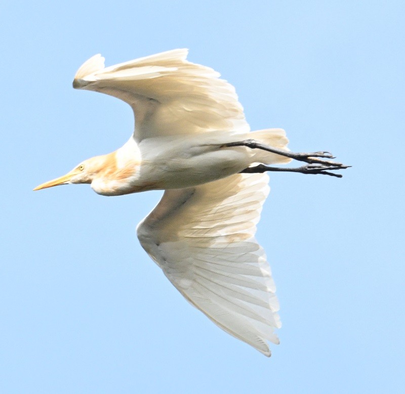Eastern Cattle-Egret - ML642900600
