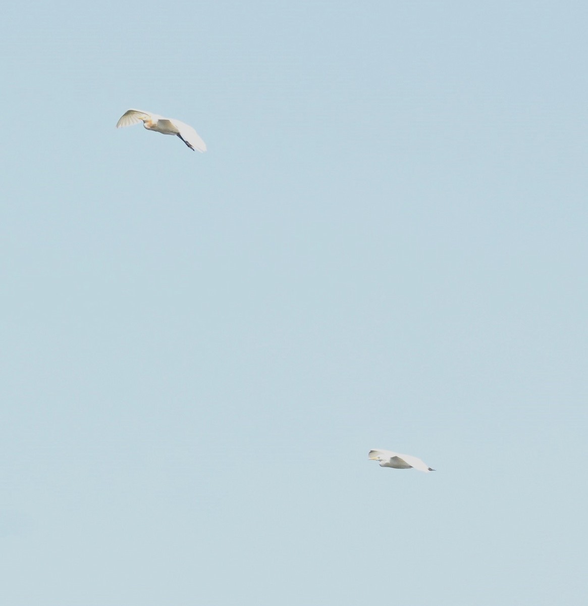 Eastern Cattle-Egret - ML642900602