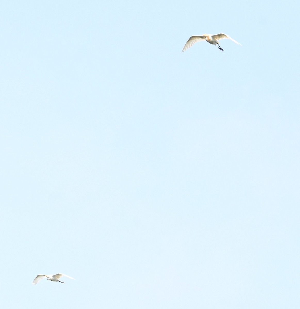 Eastern Cattle-Egret - ML642900603