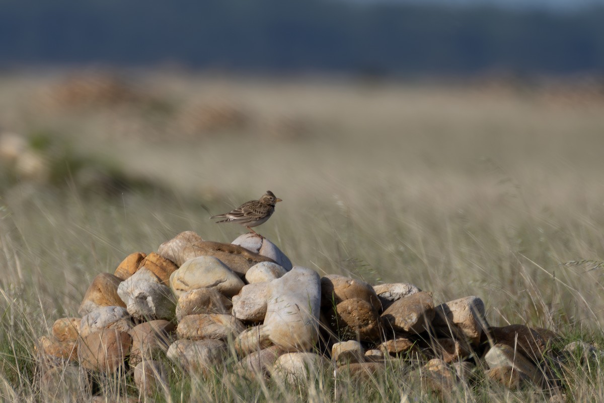 Calandra Lark - ML642900615