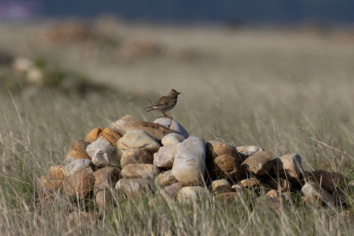 Calandra Lark - ML642900617