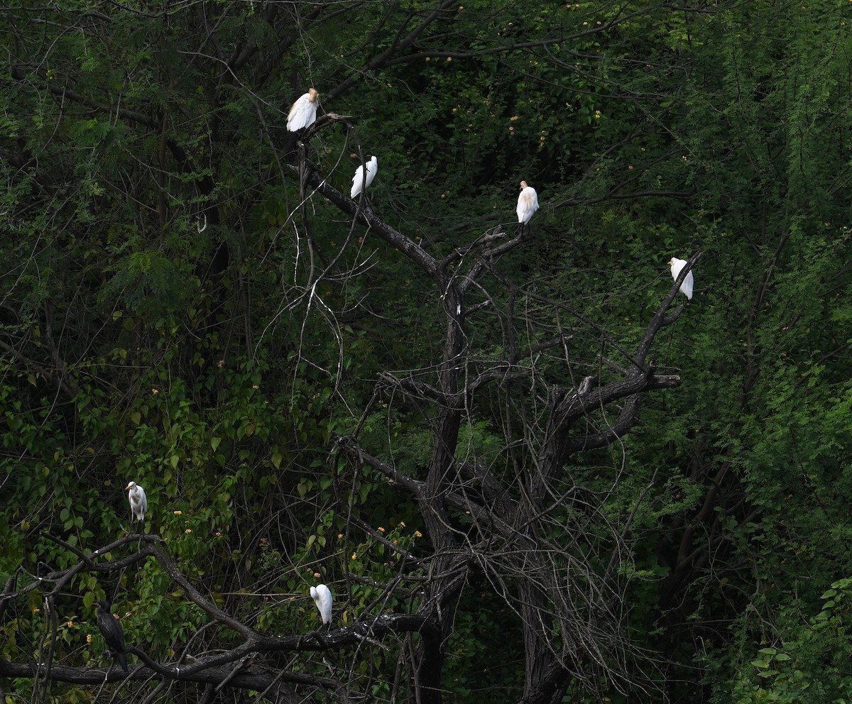 Eastern Cattle-Egret - ML642900619