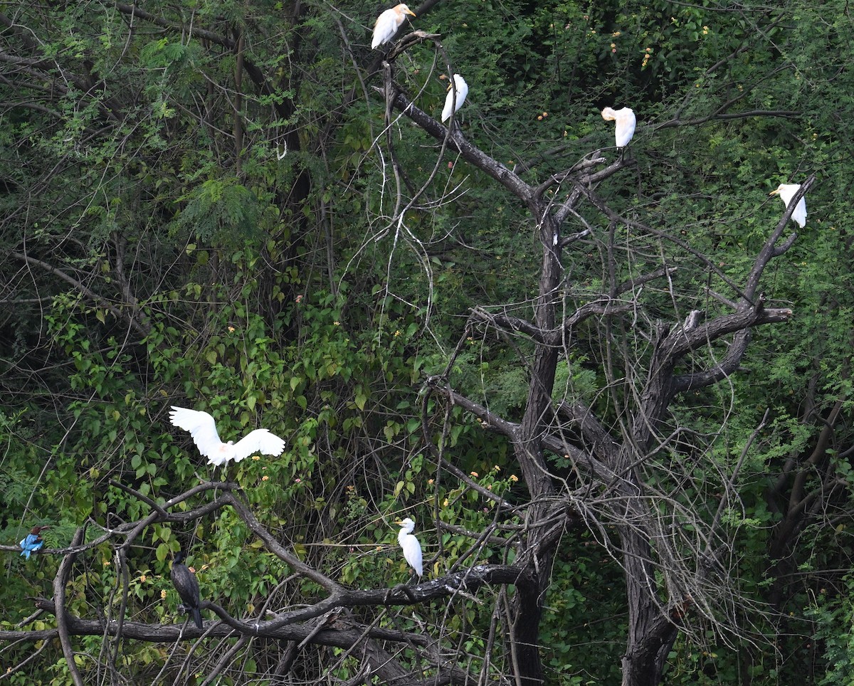 Eastern Cattle-Egret - ML642900620