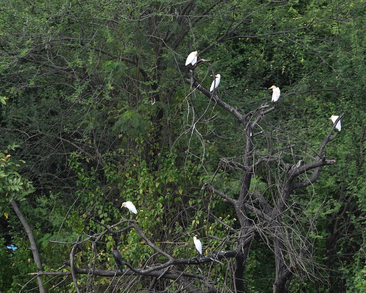 Eastern Cattle-Egret - ML642900621