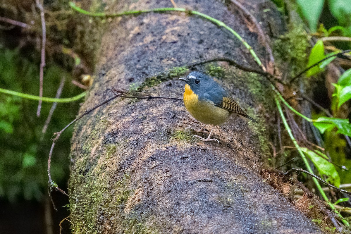 Snowy-browed Flycatcher - ML642900624