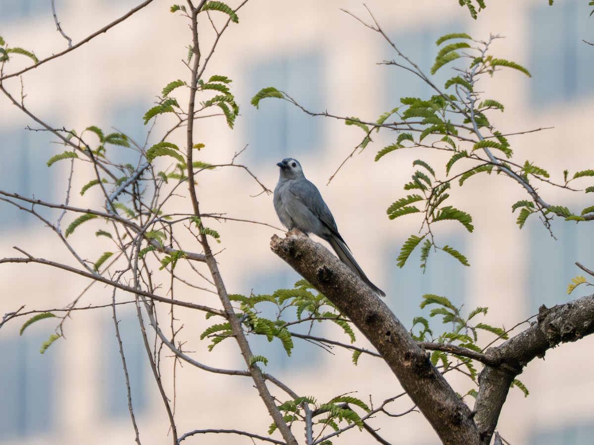 Ashy Drongo (Hainan/White-cheeked/White-lored) - ML642900629