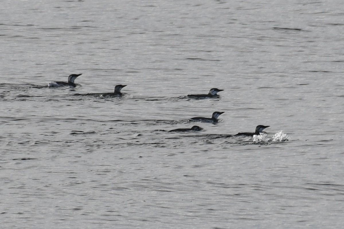 Common Murre - ML642900636