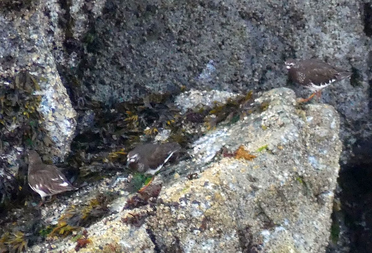 Black Turnstone - ML642900641