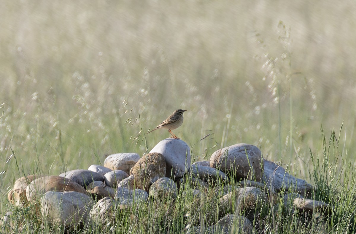 Pipit rousseline - ML642900644