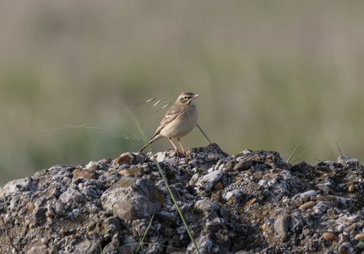 Pipit rousseline - ML642900645
