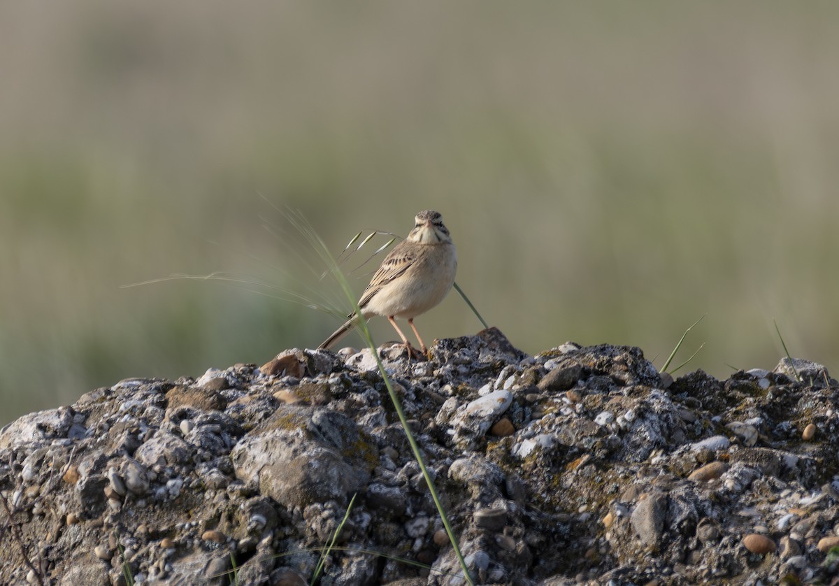Pipit rousseline - ML642900646
