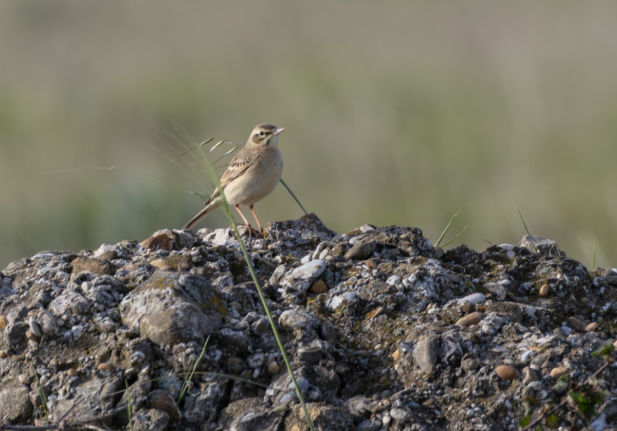 Pipit rousseline - ML642900647