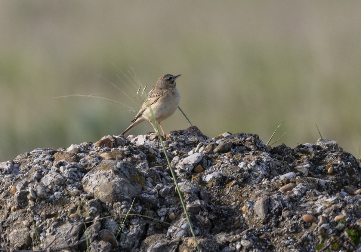 Pipit rousseline - ML642900648