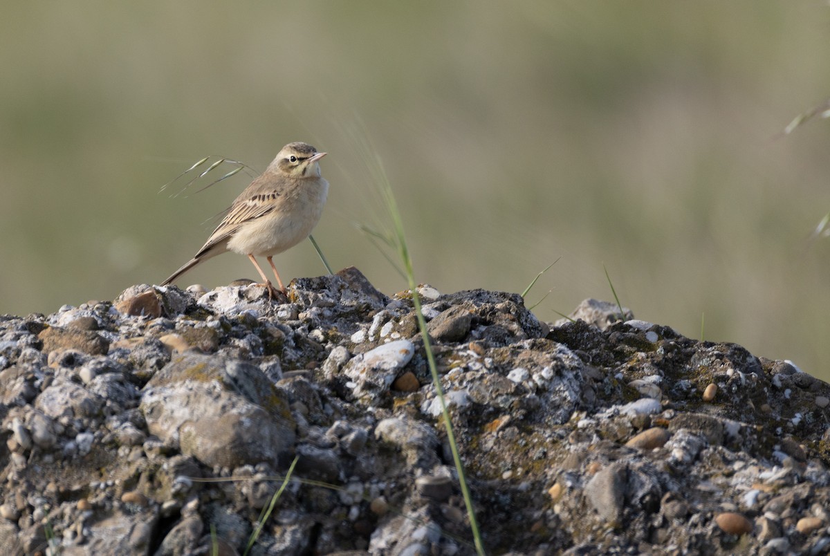 Pipit rousseline - ML642900649