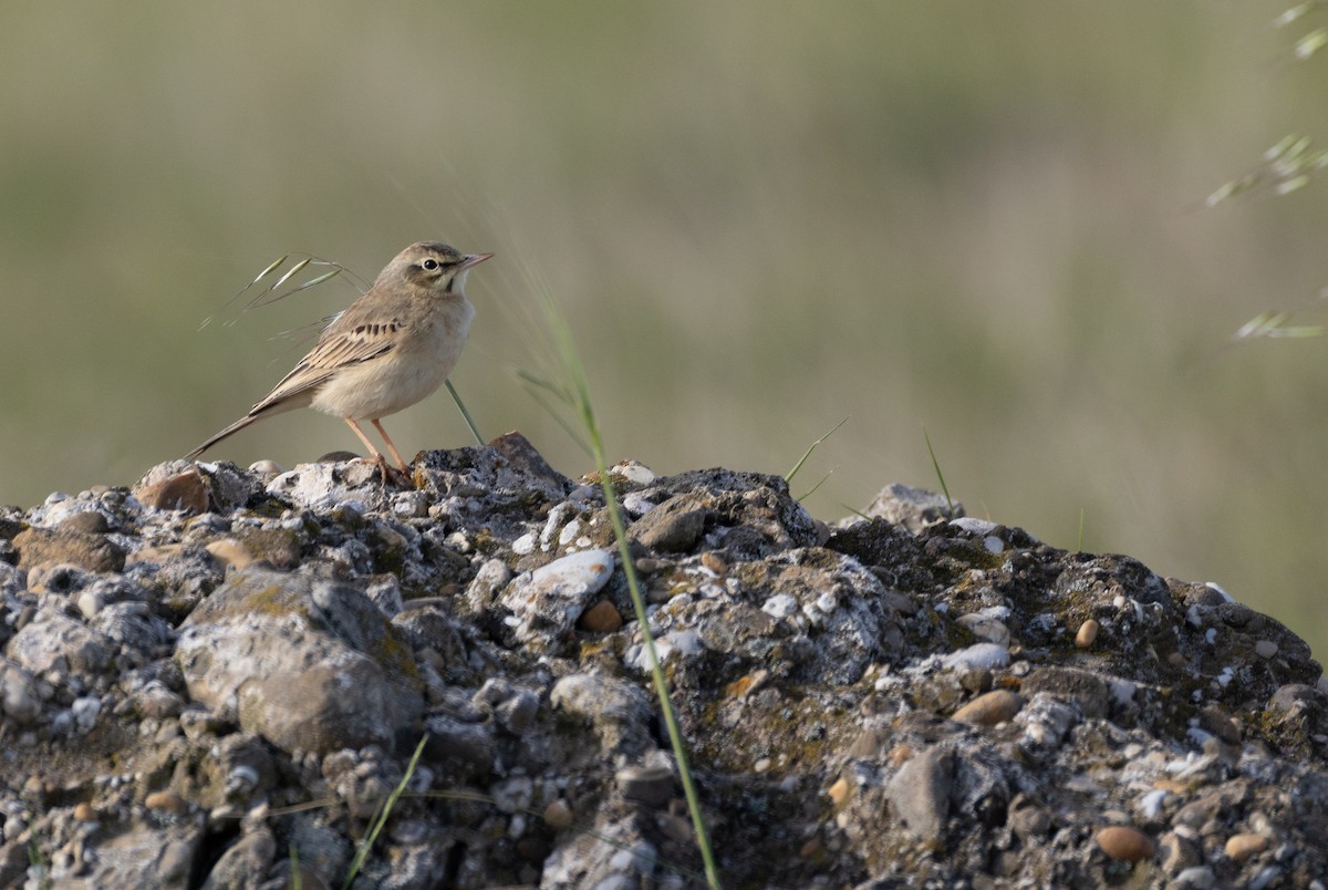 Pipit rousseline - ML642900650