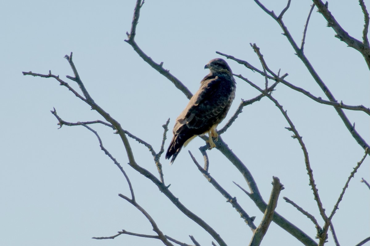 Buse variable - ML642900656