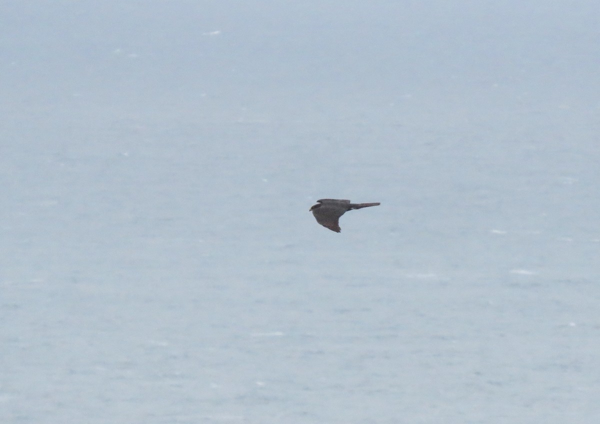 Black Goshawk - ML642900660