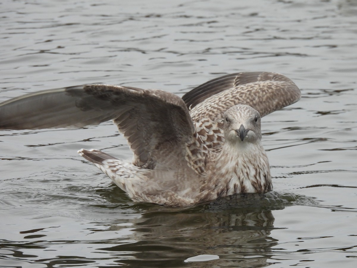 European Herring Gull - ML642900664