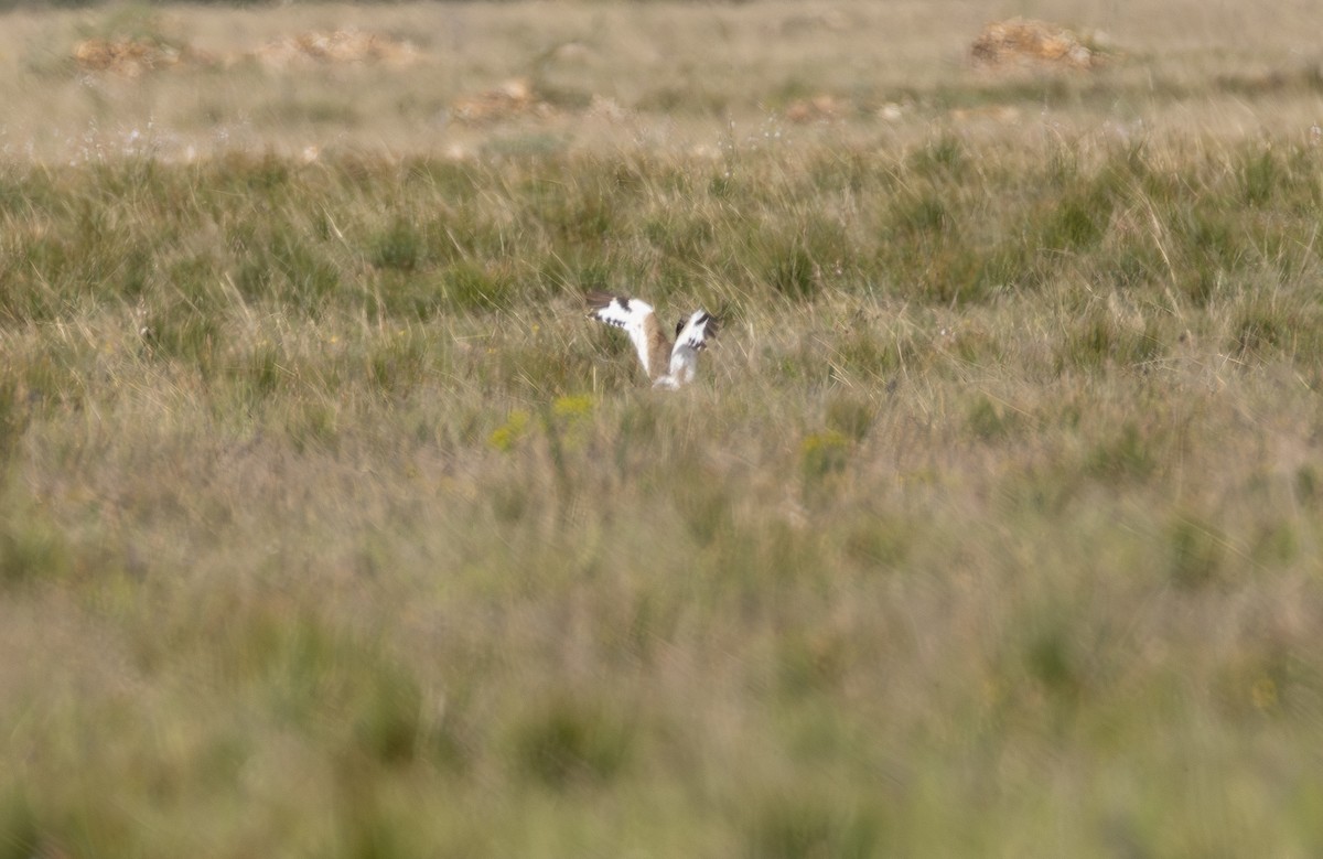 Little Bustard - ML642900665