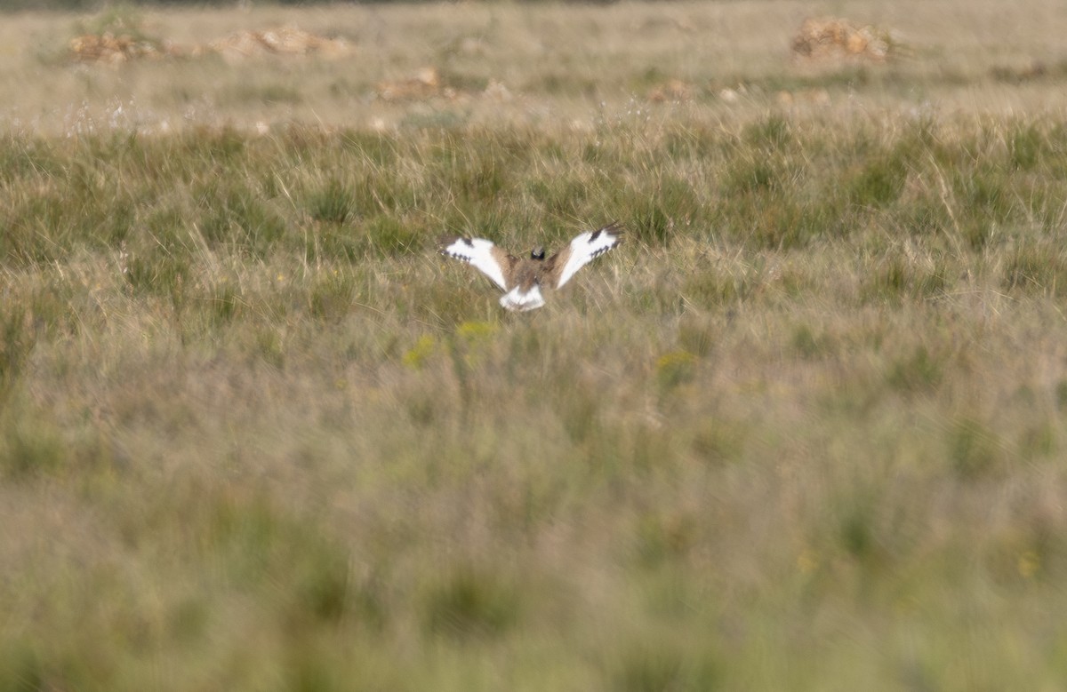 Little Bustard - ML642900666