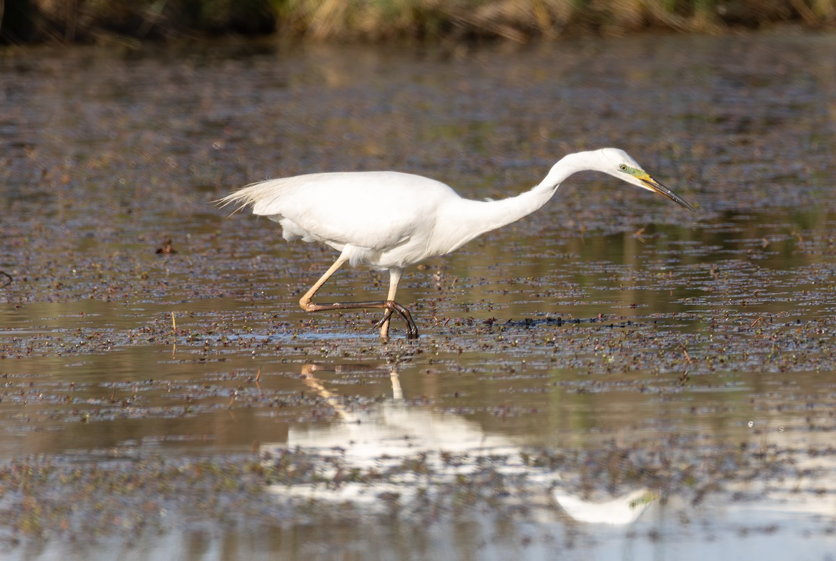 Great Egret - ML642900671