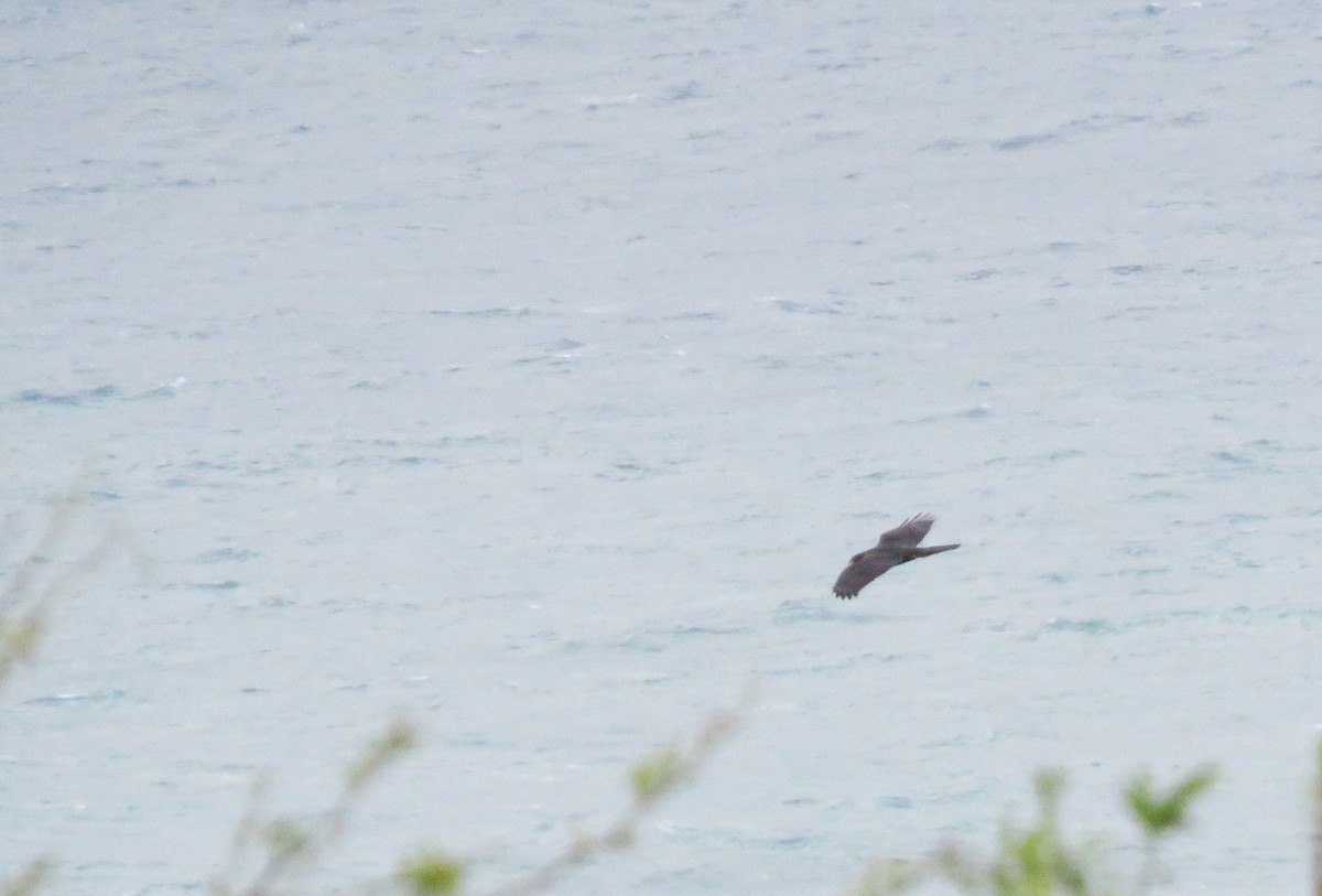 Black Goshawk - ML642900672