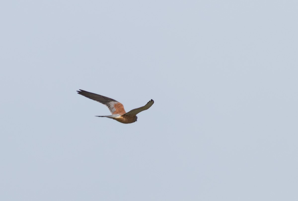 Lesser Kestrel - ML642900674
