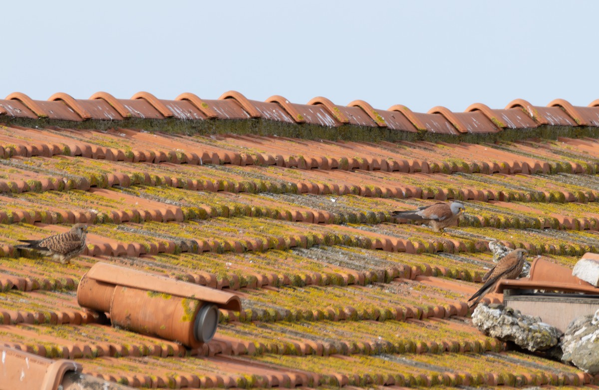 Lesser Kestrel - ML642900675
