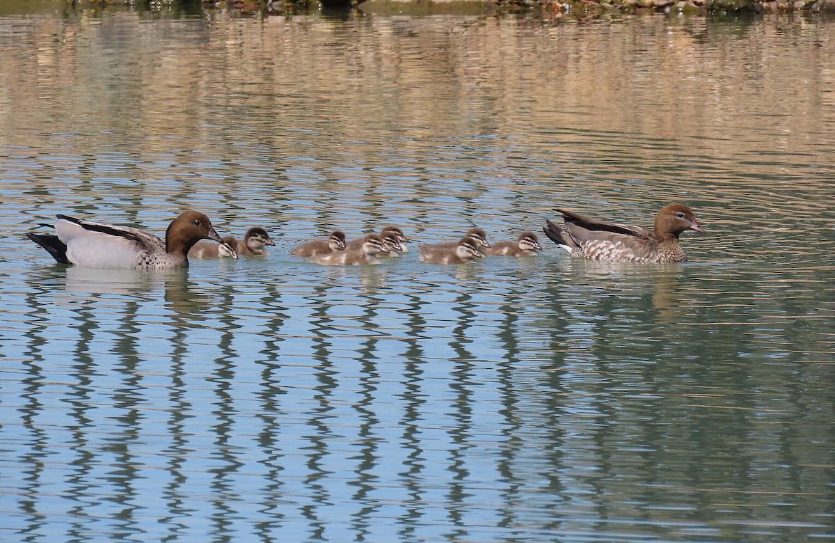 Maned Duck - ML642900676