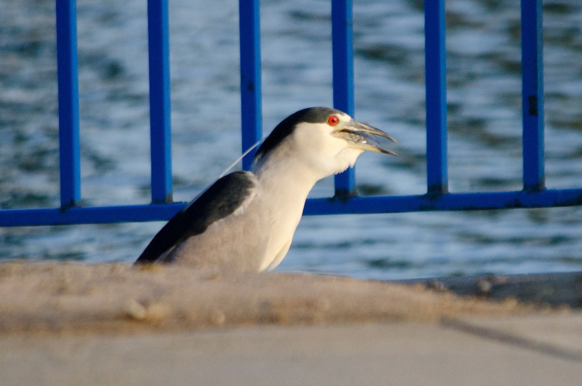 Black-crowned Night Heron - ML642900677